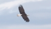 Valkopäämerikotka Haliaeetus leucocephalus Bald Eagle adult