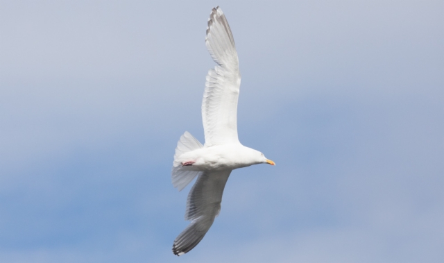 Amerikanharmaalokki American Herring Gull Larus smithsonianus adult moulting