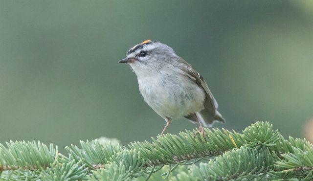 Amerikanhippiäinen Regulus satrapa Golden-crowned Kinglet