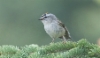 Amerikanhippiäinen Regulus satrapa Golden-crowned Kinglet