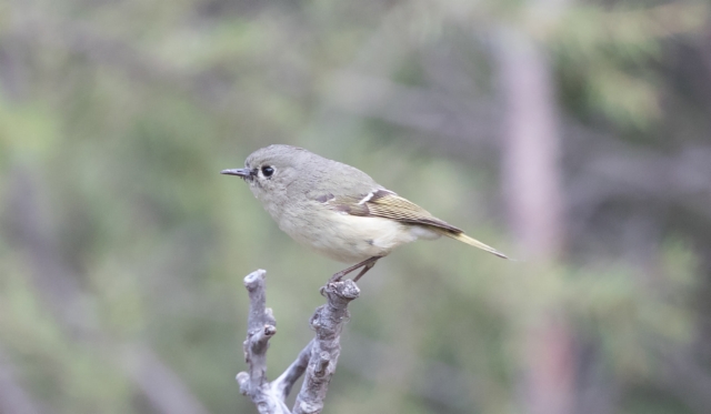 Rubiinihippiäinen Regulus calendula Ruby-crowned Kinglet