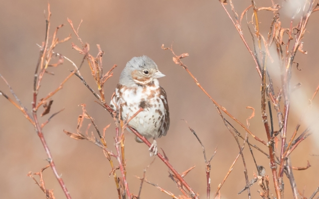 Kettusirkku Passerella iliaca zaboria Red Fox Sparrow +1cy