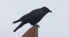 Rantavaris Corvus caurinus Northwestern Crow adult