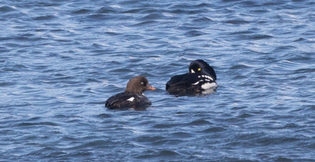 Islannintelkkä Bucephala islandica Barrow´s Goldeneye female and male