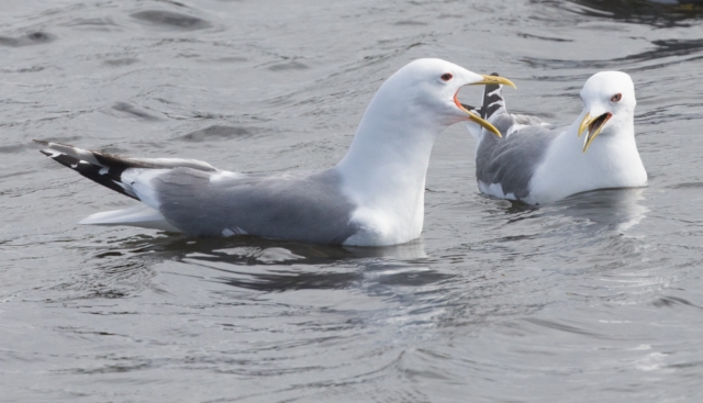 Kalalokki Larus (canus) brachyrhynchus Mew Gull adults