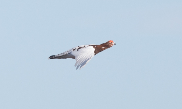 Riekko Lagopus lagopus Willow Grouse 