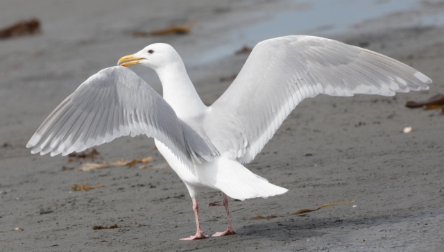 Amerikanisolokki Larus glaucescens Glaugous-winged Gull adult