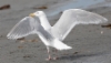 Amerikanisolokki Larus glaucescens Glaugous-winged Gull adult