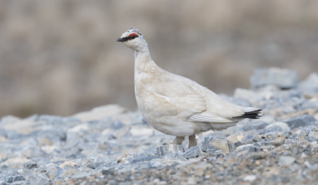 Kiiruna Lagopus mutus Rock Ptarmigan male