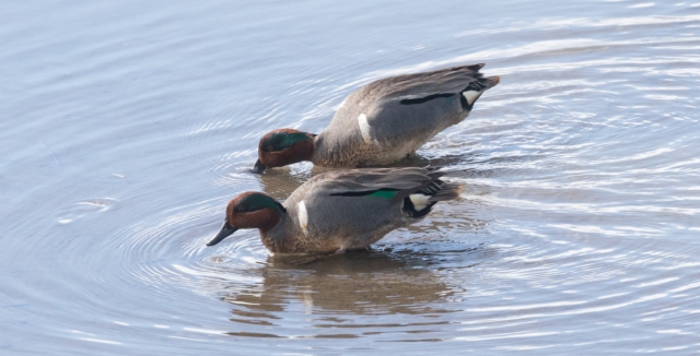 Amerikantavi Anas carolinensis Green-winged Teal males