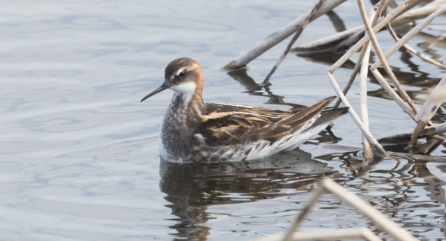 Vesipääsky Phalaropus lobatus Red-necked Phalarope male