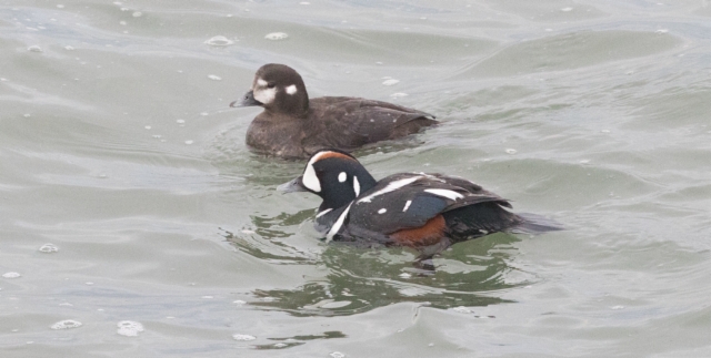 Virta-alli Histrionicus histrionicus Harlequin Duck female and male