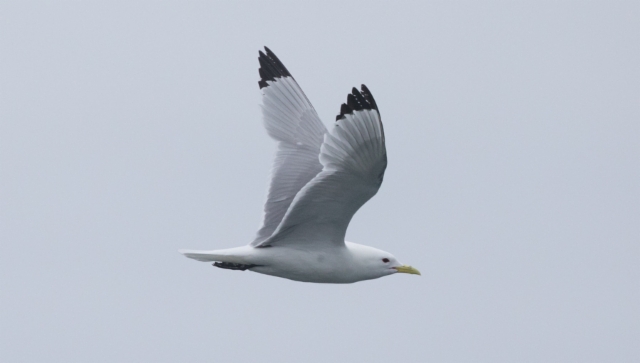 Pikkukajava Black-legged Kittiwake Rissa tridactyla adult