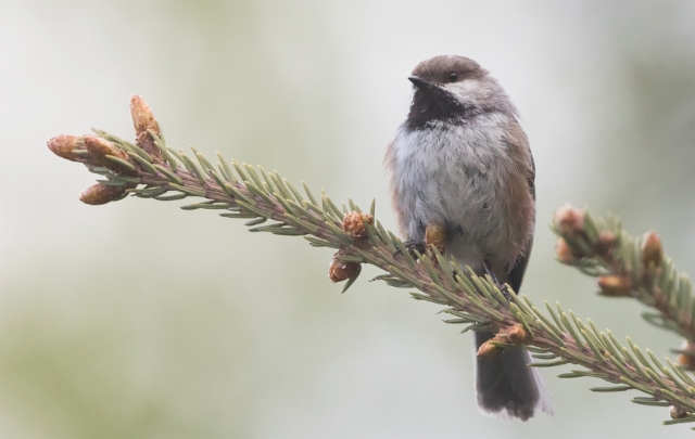 Kanadantiainen Poecile hudsonicus Boreal Chickadee 