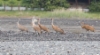 Hietakurki Grus canadensis Sandhill Crane