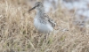 Eskimosirri Calidris bairdii Baird´s Sandpiper