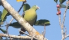 Paksunokkakyyhky Treron curvirostra Thick-billed Green Pigeon male
