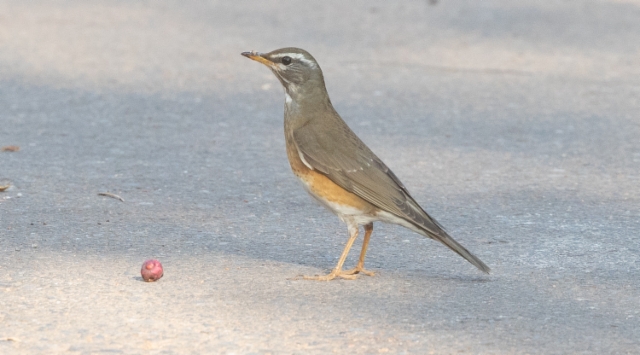 Harmaaposkirastas Turdus obscurus Eyebrowed Thrush 2cy