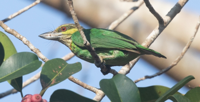 Viherposkiseppä Psilopogon faiostrictus Green-eared Barbet male