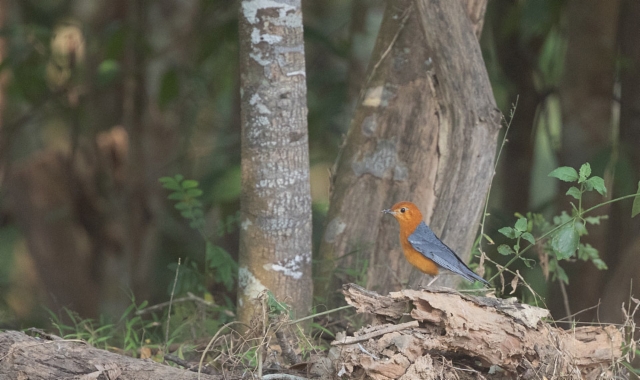 Oranssirastas Geogichla zitrina Orange-headed Thrush