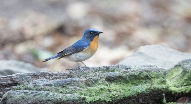 Vuorisinisieppo Cyornis banyumas Hill Blue Flycatcher male