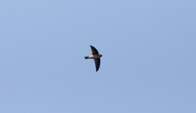 Malesiansalangaani Germain´s Swiftlet Aerodramus germani