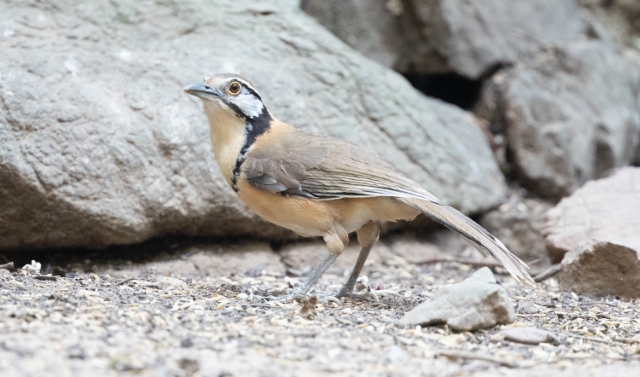 Korunauruli Garrulax pectoralis Greater Necklaced Laughingthrush