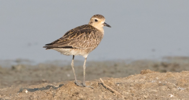 Siperiankurmitsa Pluvialis fulva Pacific Golden Plover non-breeding