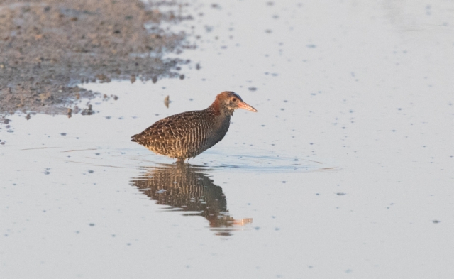 Seepraluhtakana Gallirallus striatus Slaty-breasted Crake