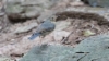 Sinisatakieli Larvivora cyane Siberian Blue Robin 2 cy male