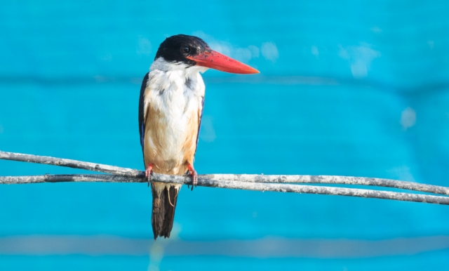 Mustapääkalastaja Halcyon pileata Black-capped Kingfisher 