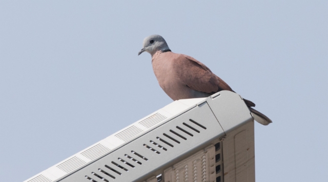 Pikkuturturikyyhky Streptopelia tranquebarica Red-turtle Dove male