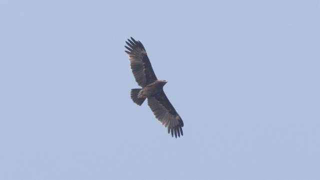 Kiljukotka Aquila clanga Greater Spotted Eagle subadult
