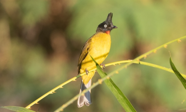 Mustatöyhtöbulbuli Pycnonotus flaviventris Black-crested Bulbul