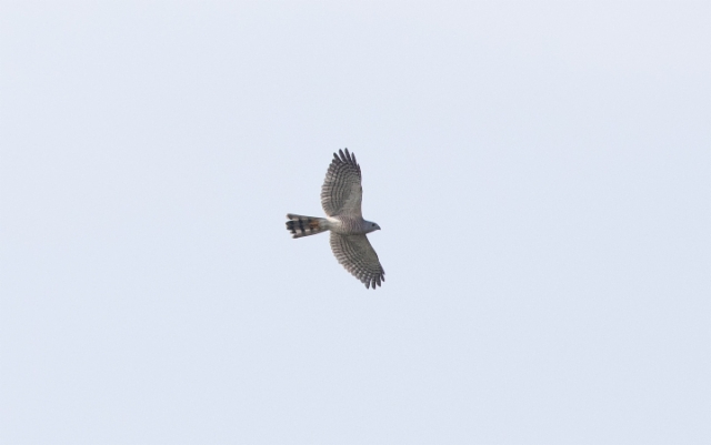 Arovarpushaukka Accipiter badius Shikra adult male