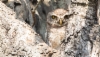 Brahmanpöllö Athene brama Spotted Owlet