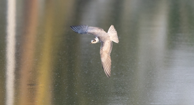 Valkosiipitiira Chlidonias leucopterus White-winged Tern 2 cy