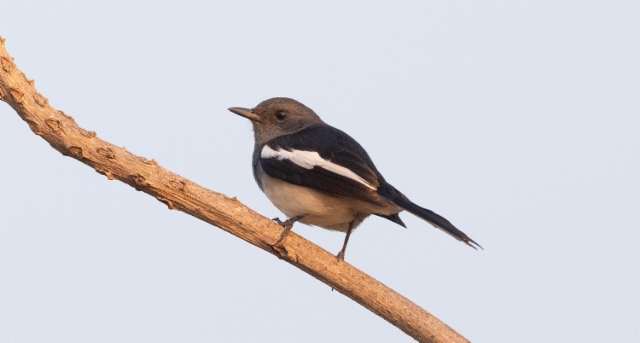 Harakkatasku Copsychus saularis Oriental Magpie Robin female