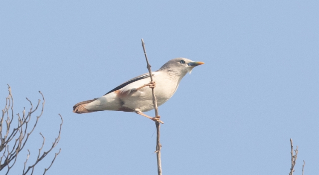 Harmaasiipikottarainen Sturnus malabaricus Chestnut-tailed Starling