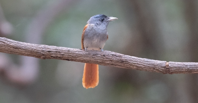 Indokiinanparatiisimonarkki Blyth´s Paradise-flycatcher Terpsiphone affinis indochinensis