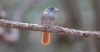 Indokiinanparatiisimonarkki Blyth´s Paradise-flycatcher Terpsiphone affinis indochinensis