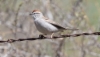 Kenttäsirkkuli Spizella passerina Chipping Sparrow +1cy singing male