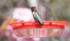 Rubiinipartakolibri Calypte anna Anna´s  Hummingbird