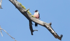 Sieppotikka Melanerpes lewis Lewi´s Woodpecker