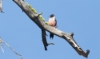 Sieppotikka Melanerpes lewis Lewi´s Woodpecker