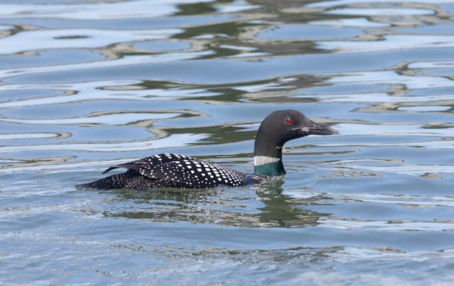 Amerikanjääkuikka Gavia immer Common Loon adult