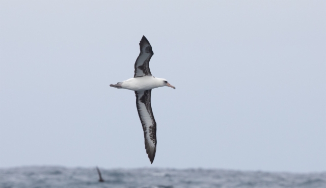 Havaijinalbatrossi Phoebastria immutabilis Laysan Albatross
