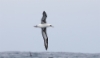 Havaijinalbatrossi Phoebastria immutabilis Laysan Albatross