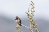 Runokolibbri Selasphorus callioe Calliope´s Hummingbird 