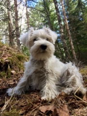 maskotti_snowy